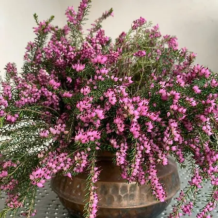 Castello Della Bastia Casa de hóspedes