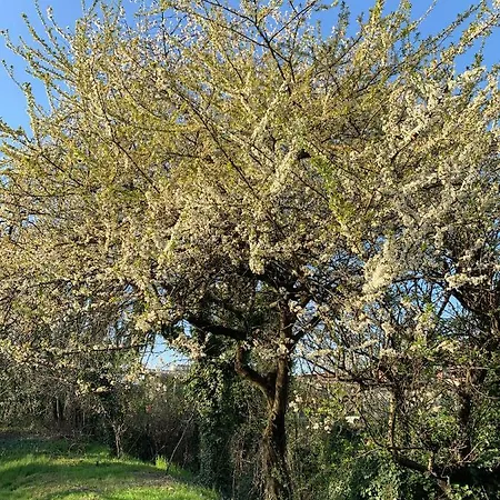 Castello Della Bastia Gasthof Balocco