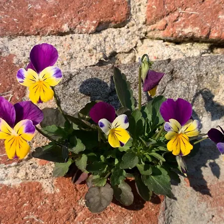 Casa de hóspedes Castello Della Bastia *