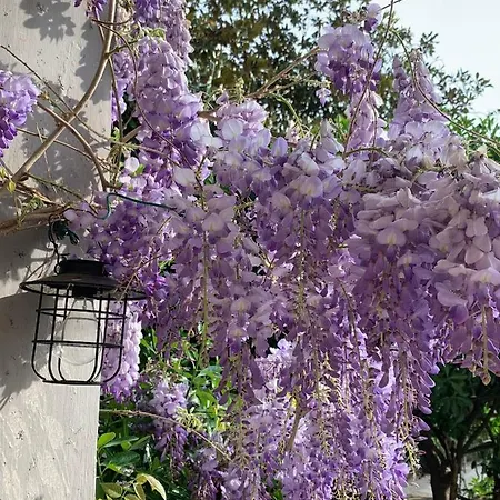Castello Della Bastia