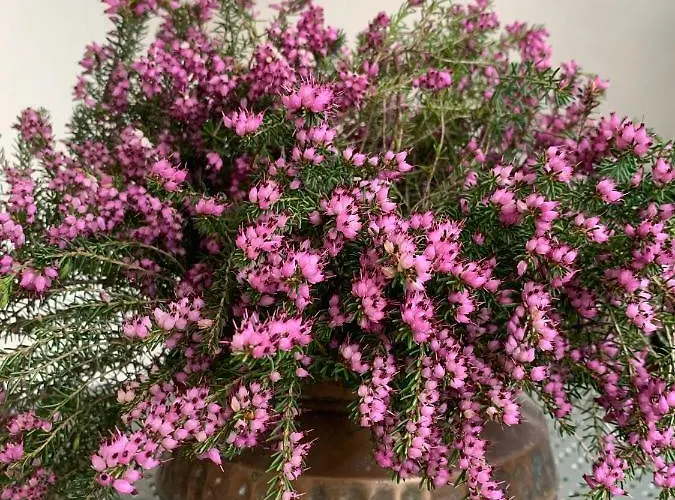 Castello Della Bastia בית הארחה