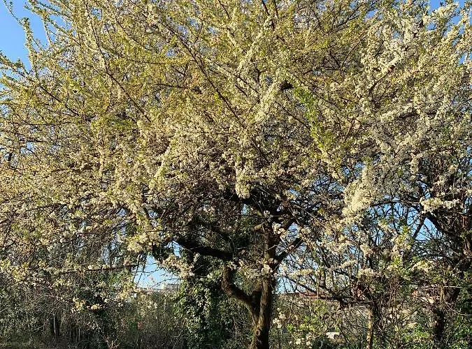 Castello Della Bastia בית הארחה Balocco