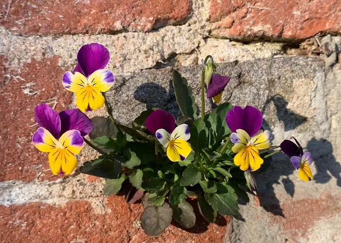 בית הארחה Castello Della Bastia *